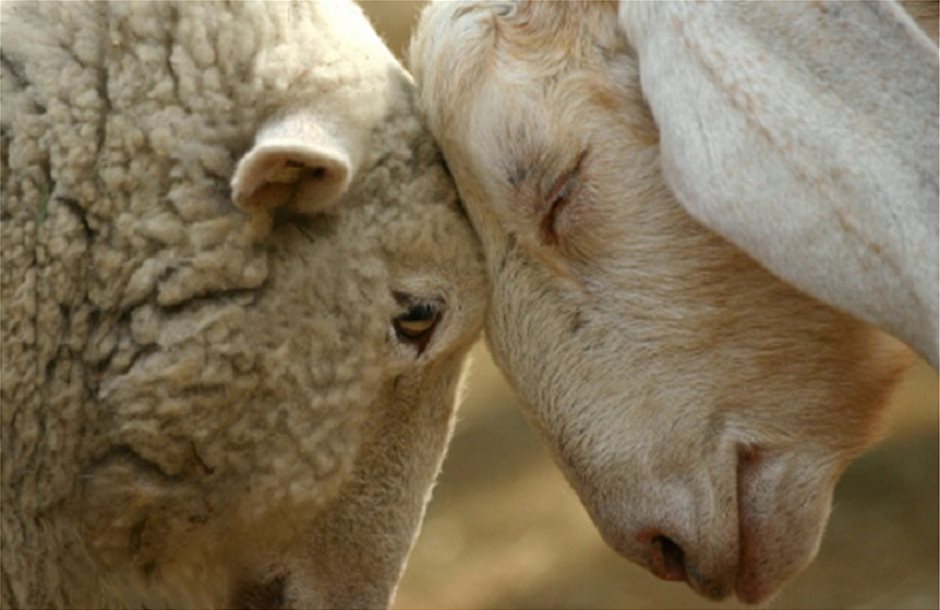 Τα ποσά ενίσχυσης κτηνοτρόφων, από 5 έως 10 ευρώ στα αιγοπρόβατα.