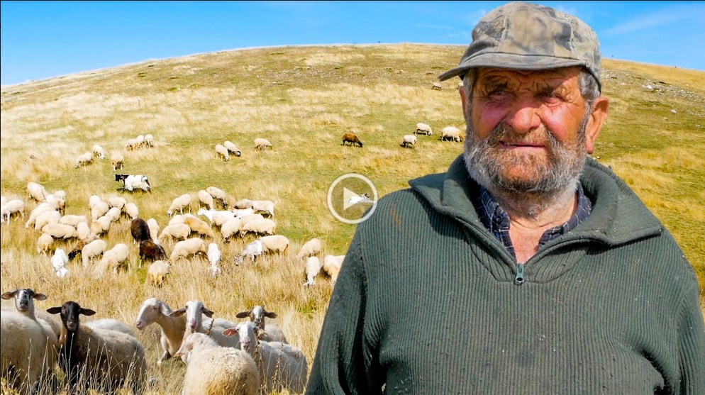 Βελούχι Ευρυτανίας: Ο μοναχικός βοσκός και το κοπάδι του (video)