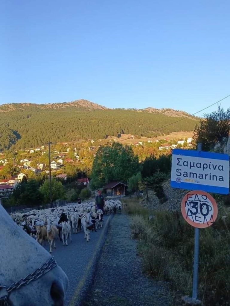 Ξεκίνησαν τα κοπάδια για τα χειμαδιά.