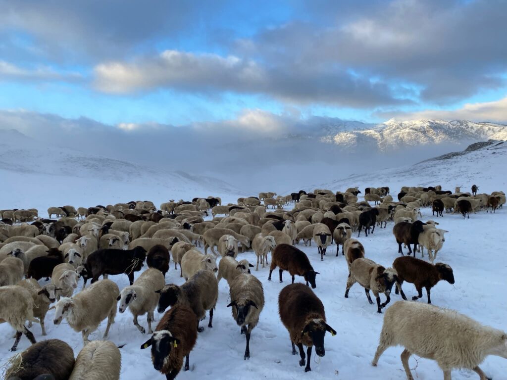 Πρώτη χιονόπτωση στην Σαμάρινα 02/10/2025.