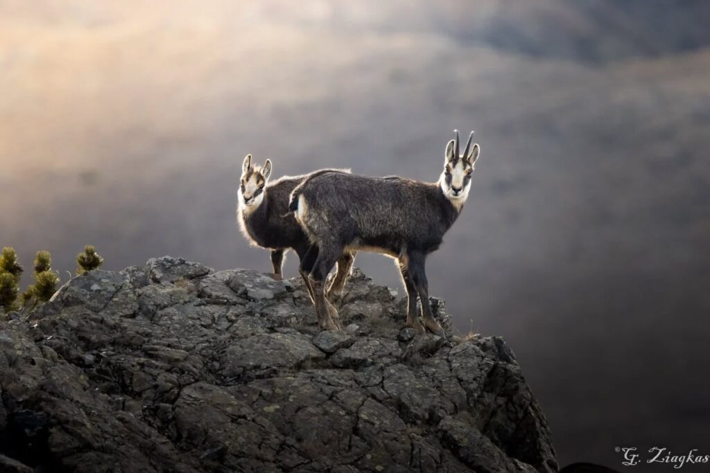 Φανταστικές φωτογραφίες από την Σαμαρίνα καί τόν Σμόλικα.