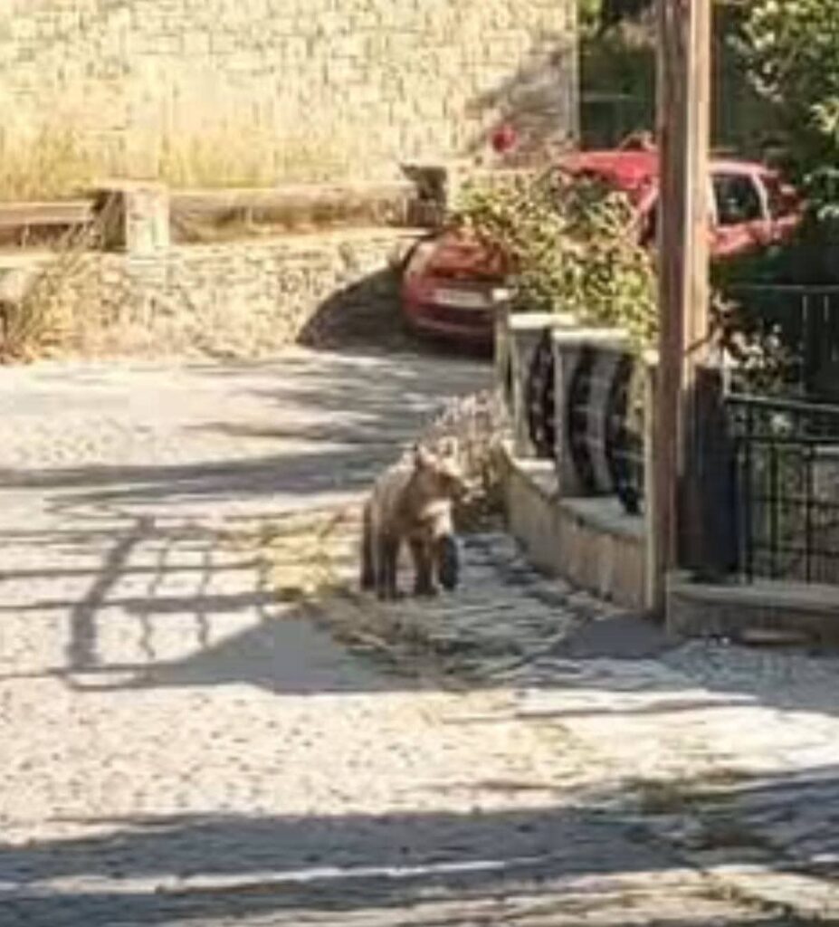 Εθεάθη μικρό αρκουδάκι στην Σαμάρινα.