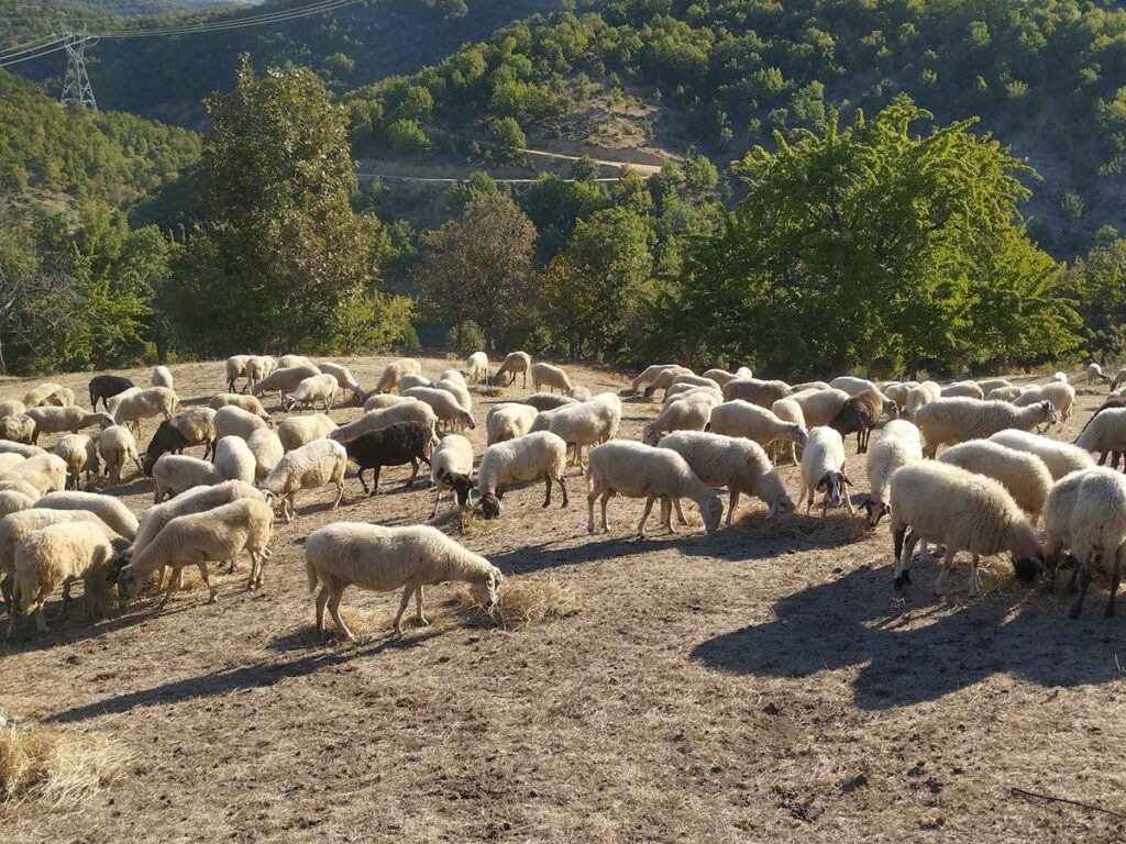 Σε απόγνωση οι μετακινούμενοι κτηνοτρόφοι: «Μπλόκο» στα πεδινά λόγω ευλογιάς – Κραυγή αγωνίας από τη Σαμαρίνα.
